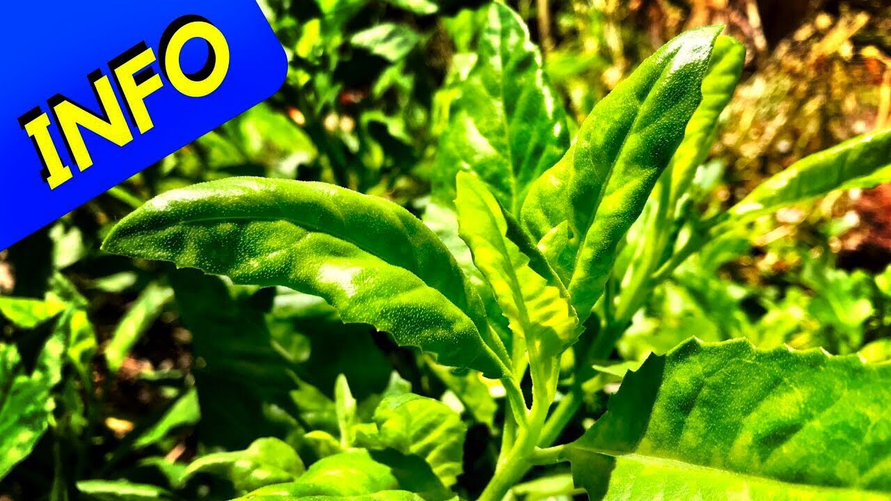 Longevity Spinach - Gynura Procumbens (INFO)