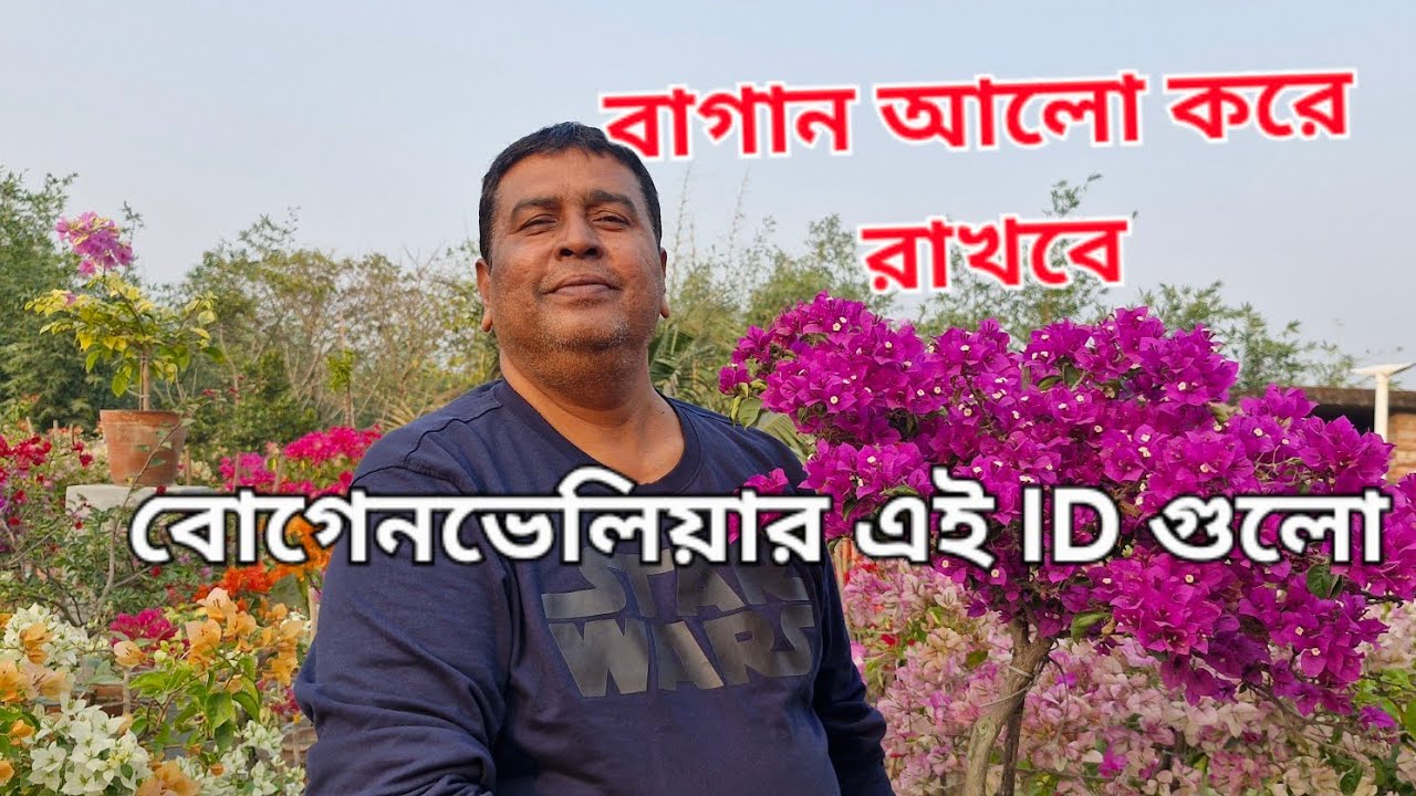 বোগেনভেলিয়ার এই ID গুলো বাগান আলো করে রাখবে 🌹💐❤️