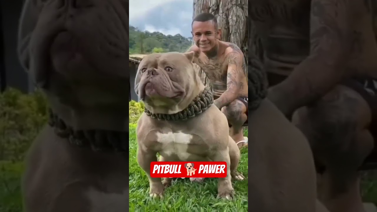pitbull dog lover|papes animals lover 🔥 shorts trading video