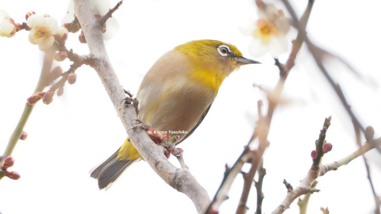 野鳥のメジロと花の親密な関係。彼らが生態系で果たす役割とは何だろう