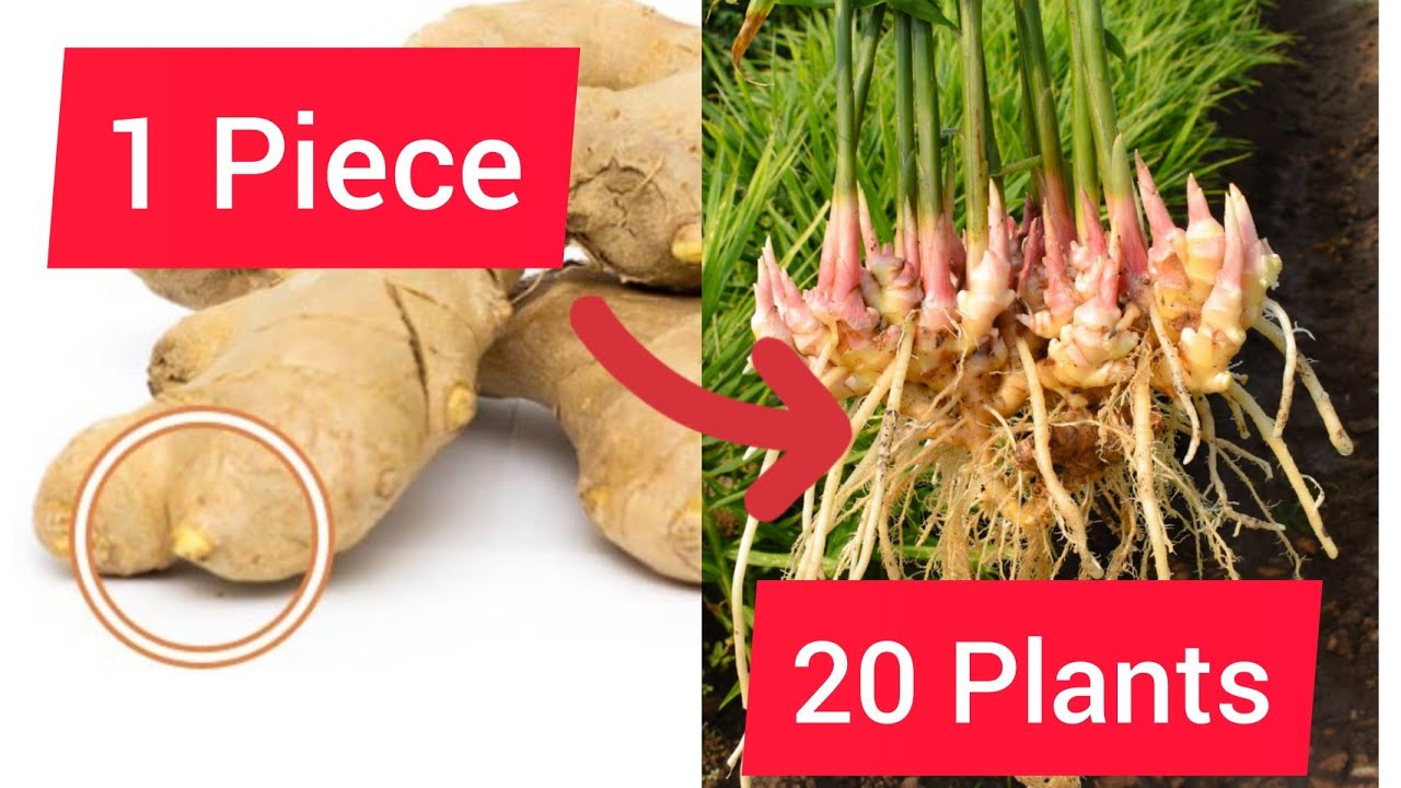 Технология выращивания имбиря с помощью отдельных почек || Быстро и чисто. Часть 1