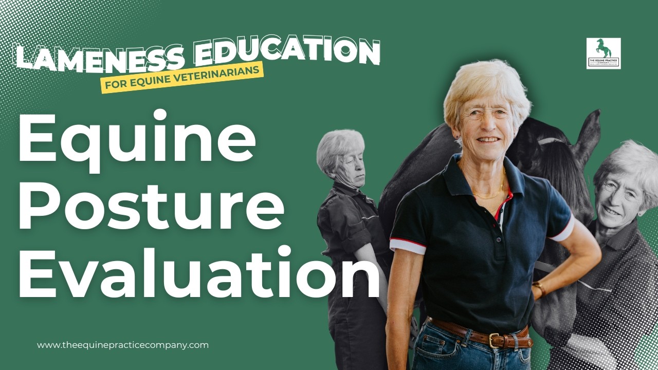 Equine Posture Evaluation: What Constant Leg Resting Reveals in OTTBs