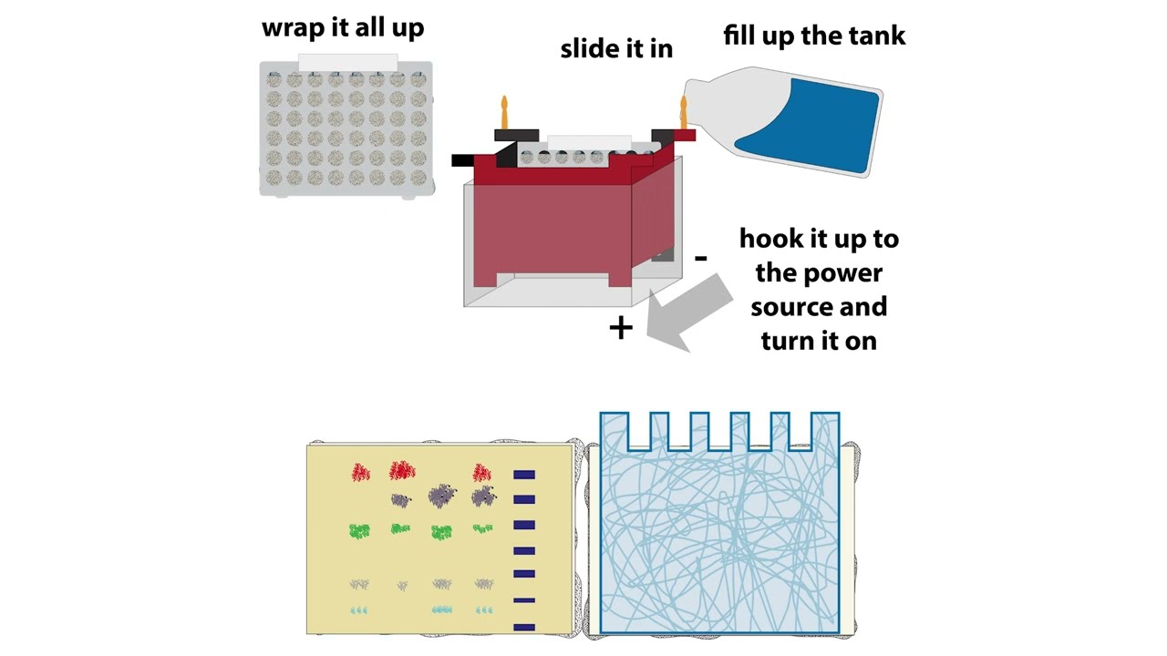 Western blot workflow - theory & practice