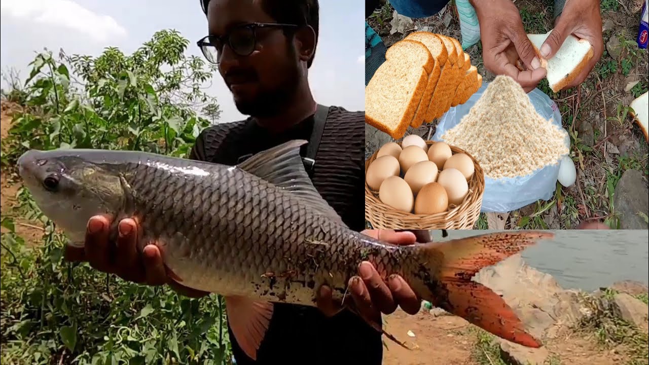 Fish hunting||big rohu fish