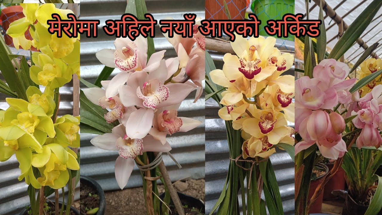मेरोमा अहिले आएको  orchid यस्तो छ है