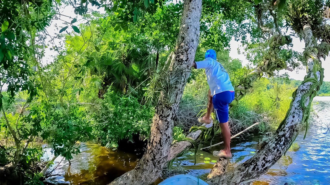 Pescando en ríos y cocinando con camarones y asado de grandes peces