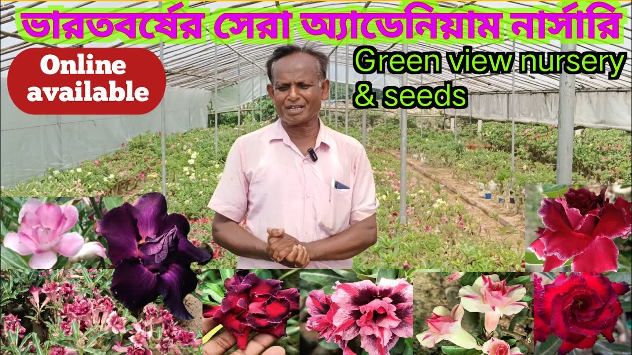 অ্যাডেনিয়ামের সেরা নার্সারি গ্ৰিনভিউ নার্সারি।।Biggest Adenium Nursery Green view nursery & Sides।।