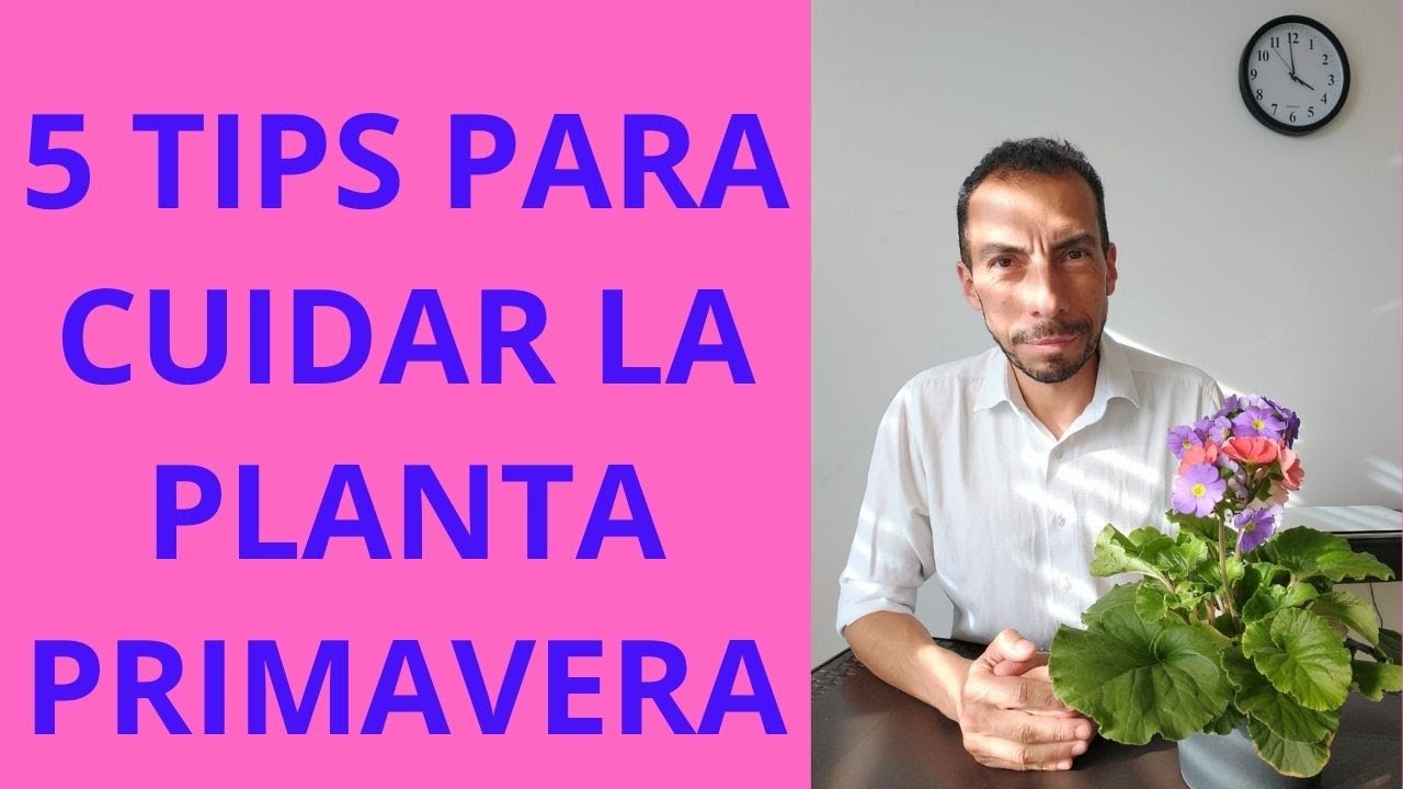 5 TIPS PARA CUIDAR LA PLANTA PRIMAVERA