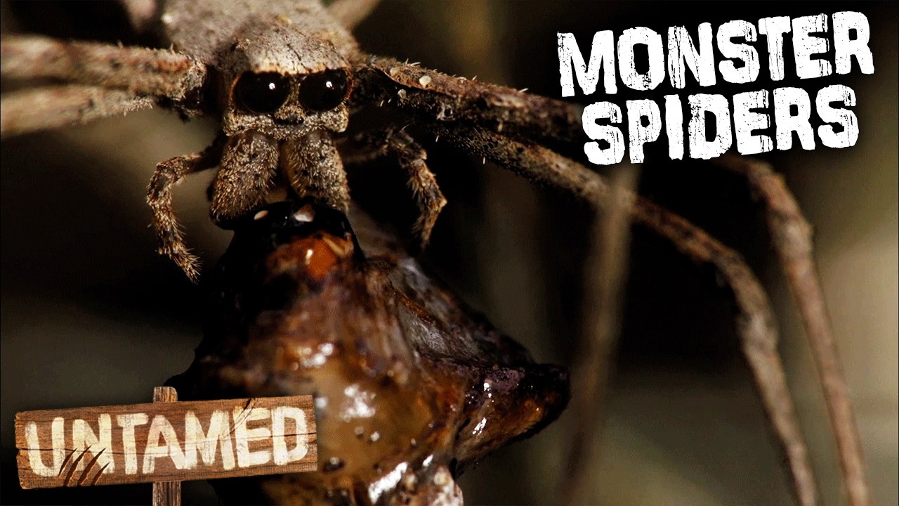 The Most Unique Spiders On Earth 🕷️ | Crazy Monster Spiders