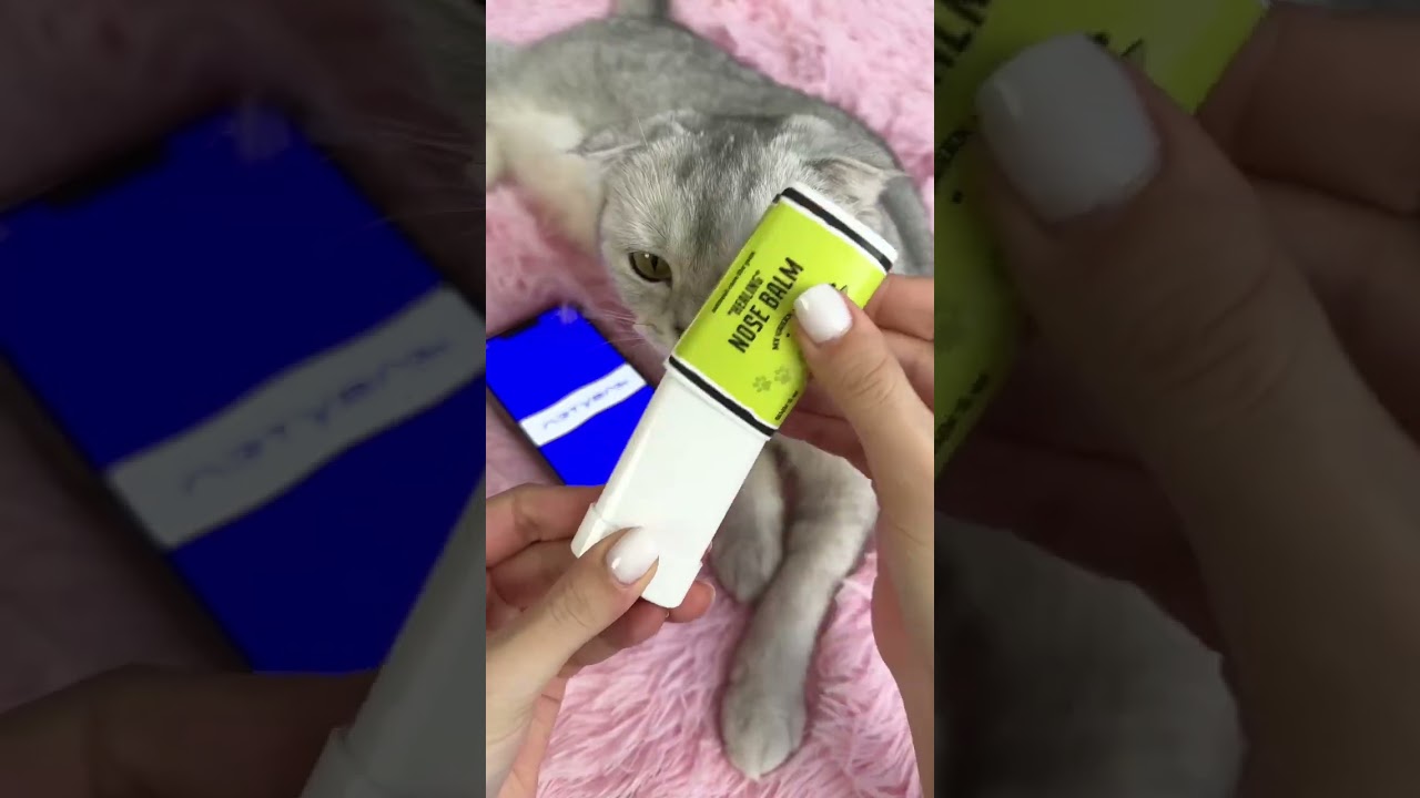 SPA DAY FOR CAT 💅❤️ #cat #cats