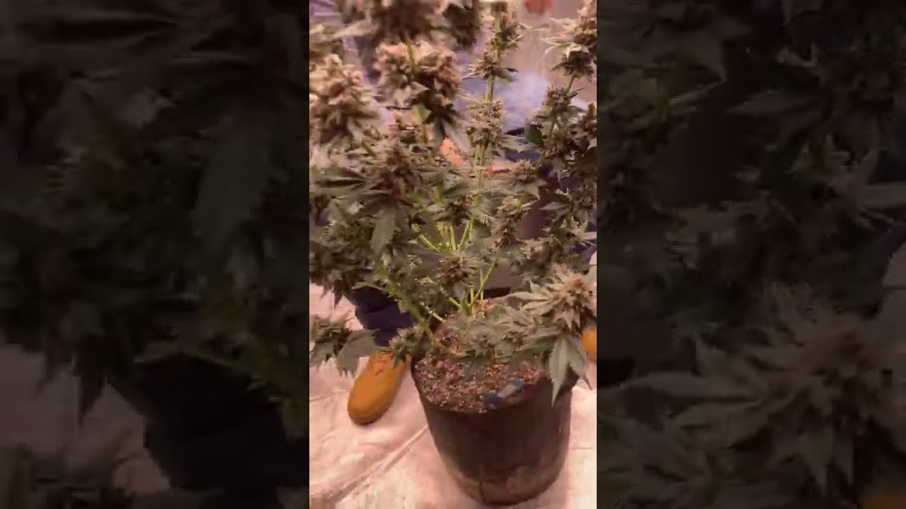 mephisto chem de la chem harvest ✂️
