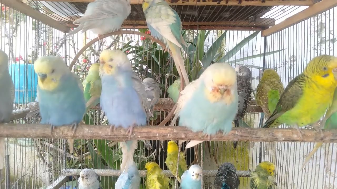 🐤セキセイインコが楽しそうに遊ぶケージの作り方