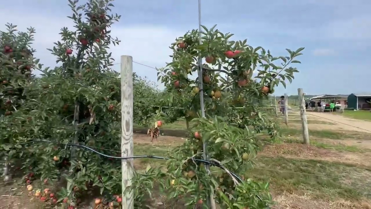 recojiendo manzanas en calveton new york 