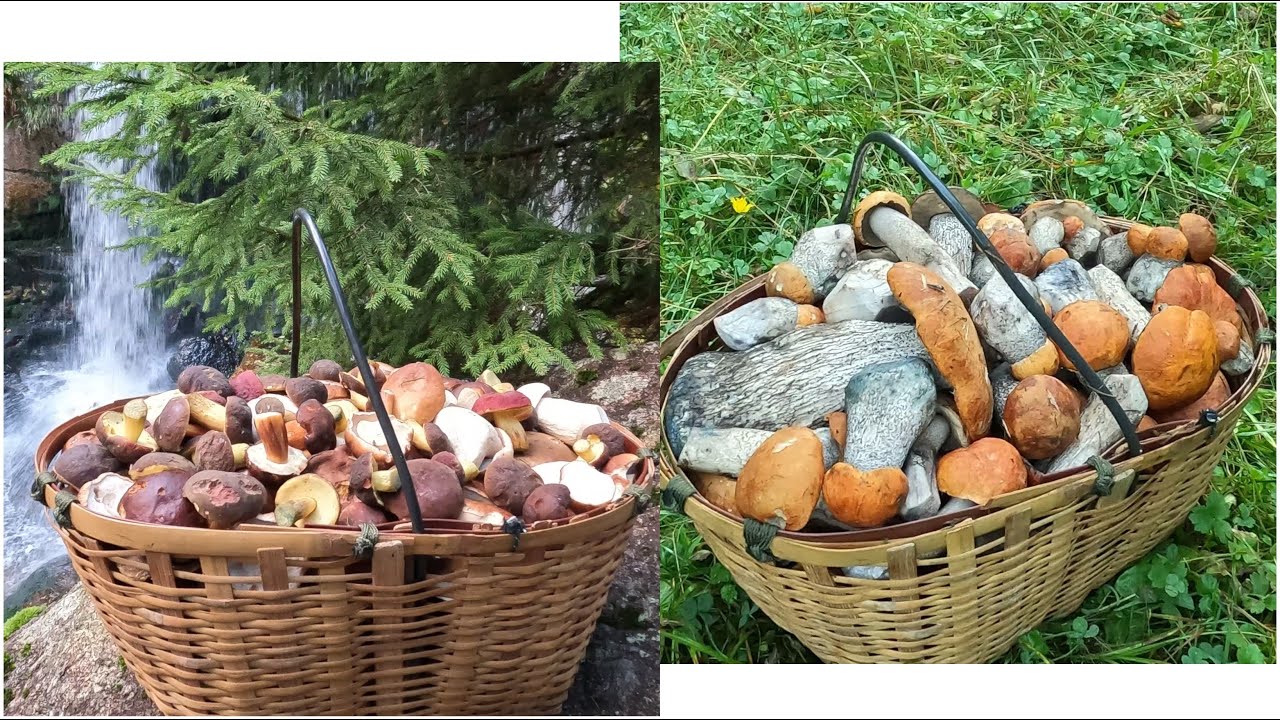 NA HOUBY ! 10. Dvakrát./Czech mushroom harvesting/Сбор грибов в Чехии/