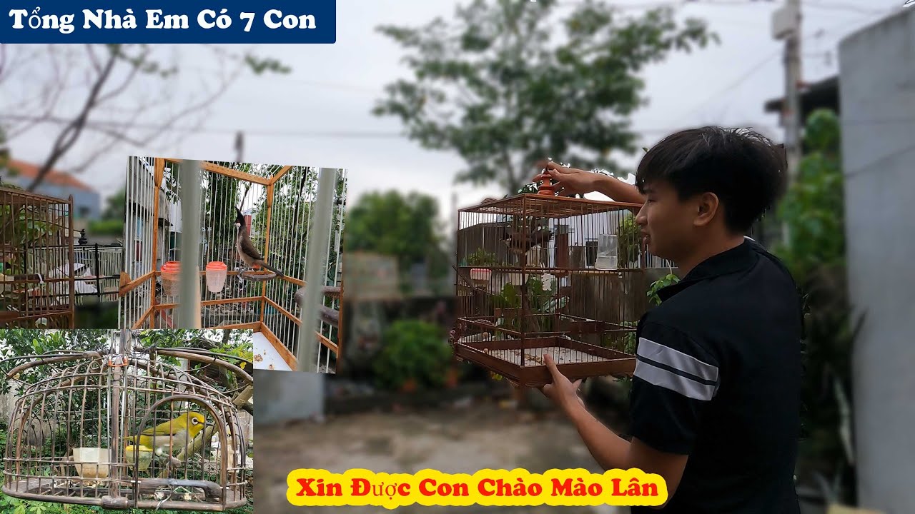 B.ẫy Được Khuyên Đẹp Và Lên Nhà Cu Em Xem Giàn Chim Tâm Huyết // Chiến Ơi