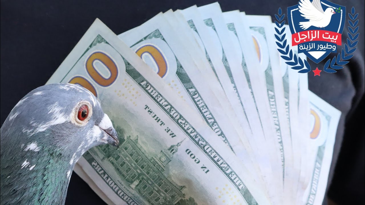 تجارة الزاجل في العراق والشرق الأوسط
