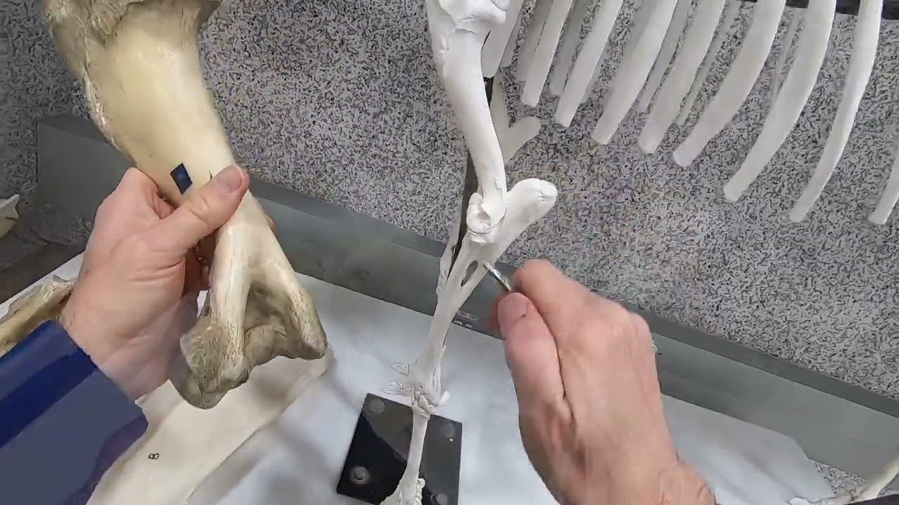 Thoracic Limb Skeleton of the Ruminant