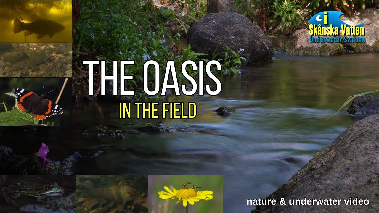 The Oasis In The Field  /nature & underwaterfilm