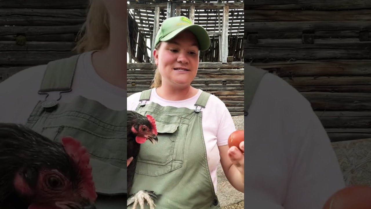 Порода кур черный медный маран!