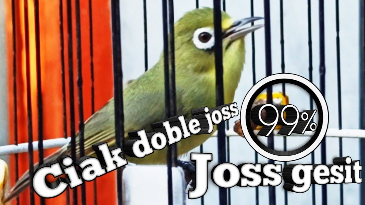 SUARA CIAK CIAK DOBLE JOSS | PANCINGAN KECIAL KUNING PALING AMPUH | BIKIN KECIAL AKTIF GACOR NGEJOS