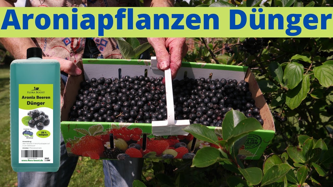 ✅ Aroniapflanzen D&uuml;nger Flora Boost - Rekordernte durch d&uuml;ngen von Aronia Pflanzen?