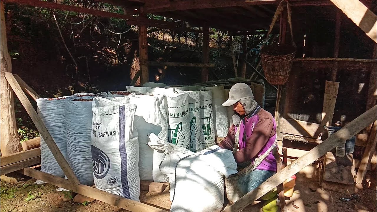 Seperti Janji Mantan, Mau Datang Ternyata... Aktifitas full Bujang Kebun, Panen Hasil Bumi