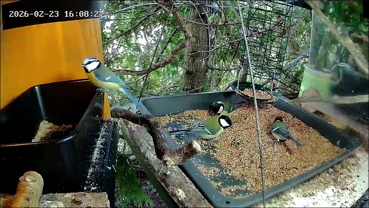 Nachmittags ist an der Nuss-Tanke viel los, Teil 2 (23.02.2026)
