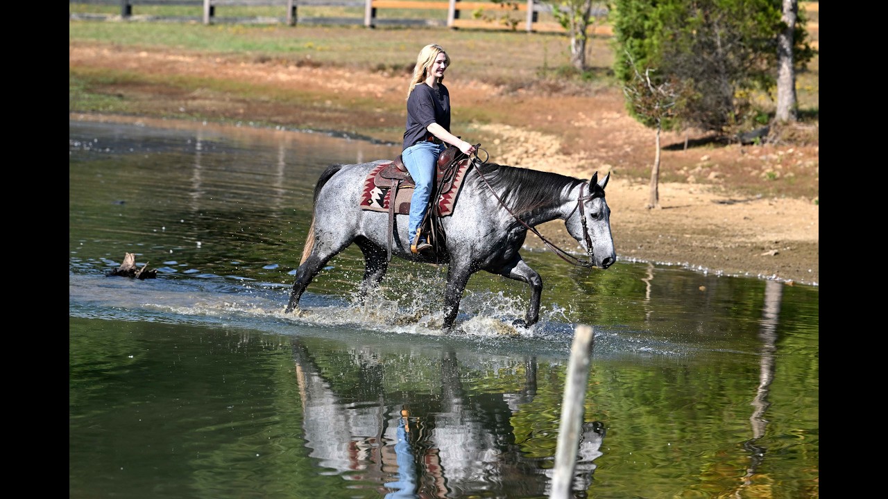Blue- Gorgeous Gray AQHA Gelding