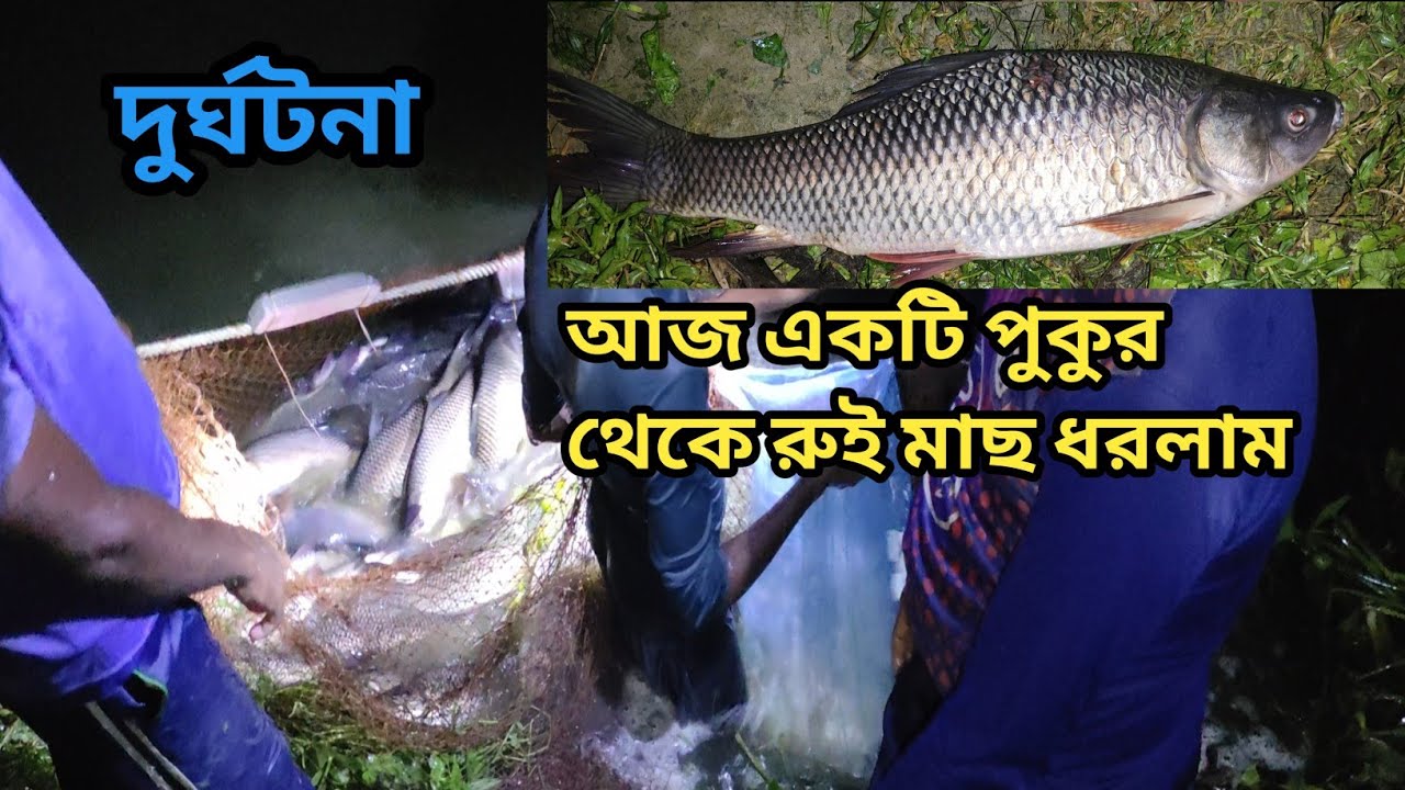 আজ আমাদের ১৫০ শতক জলকরের একটি পুকুরে রুই মাছ ধরলাম