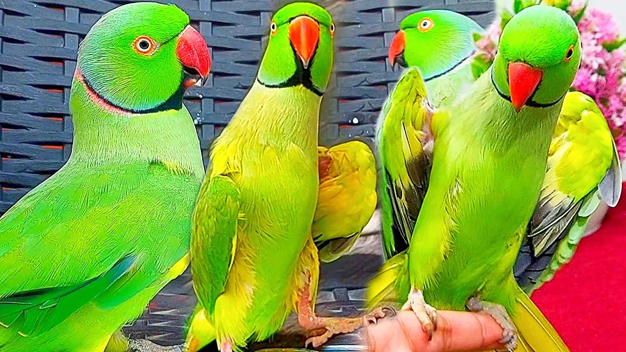 Parrots Best🥀Completion All🎊birds Indian Green Mithu🍃Nature Video⚘️🎉