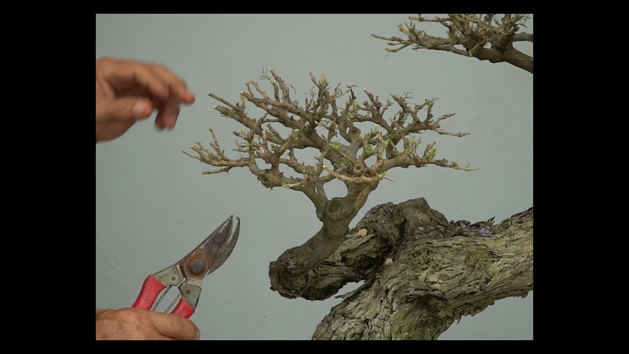 CÁCH TRỒNG BONSAI , TẬP 36 : Hướng dẫn cách cắt tỉa chi cành cho LINH SAM