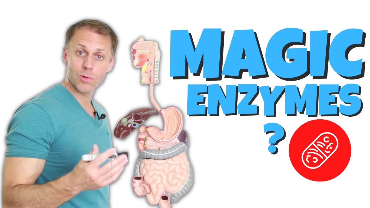 Why Digestive Enzymes and the Best Kind to Use