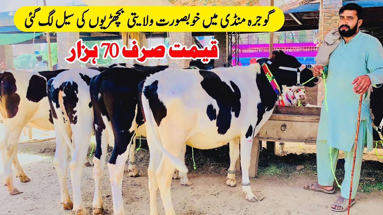 Young Cow Baby Calf In Gojra Mandi | Red Friesian | Small Dairy Satup At Home
