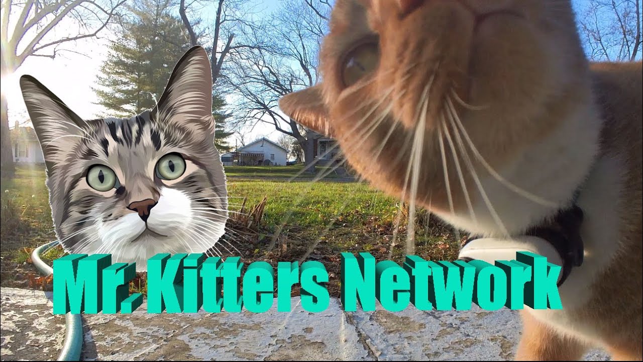 Mr  Kitters Network. TV for Cat lovers