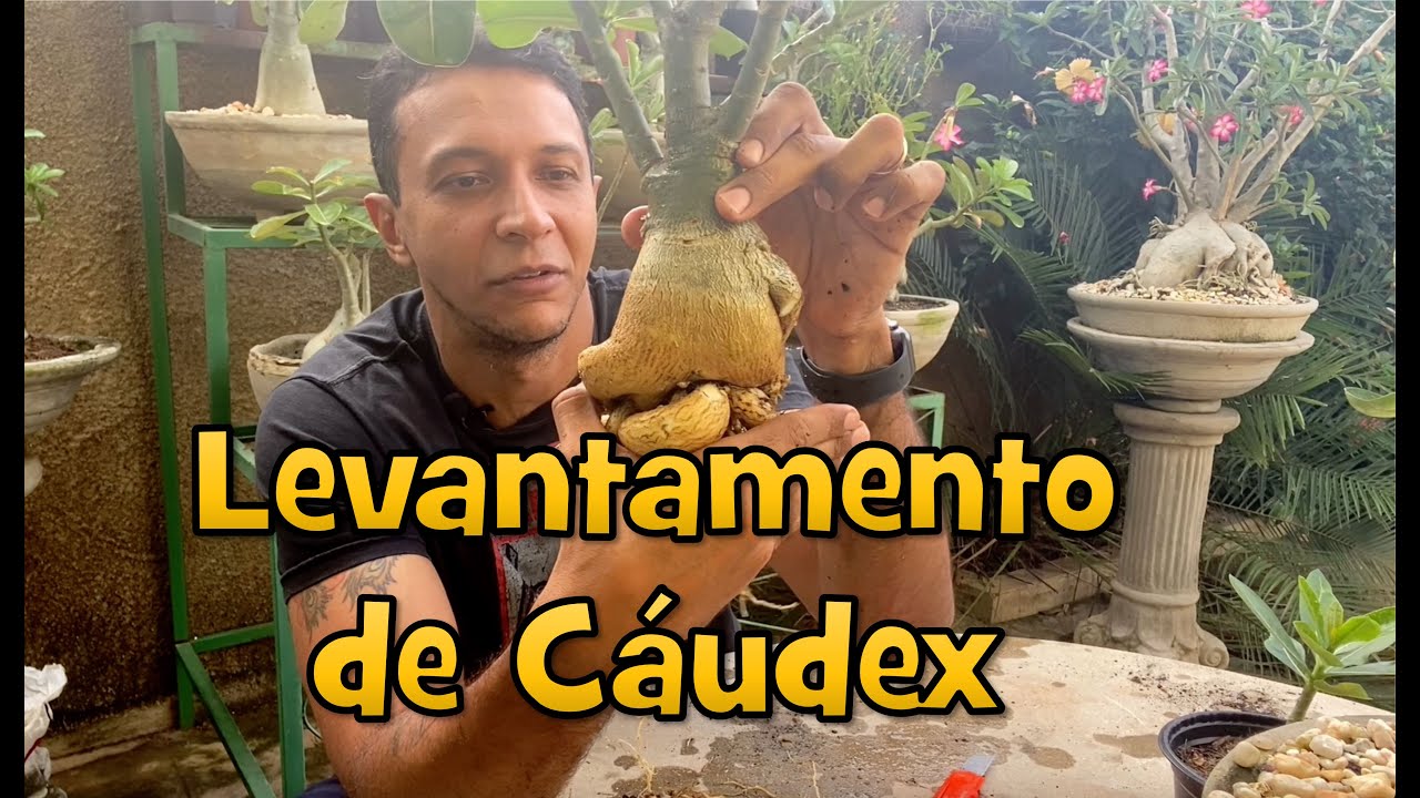 Primeiro levantamento de Cáudex em uma Rosa do Deserto