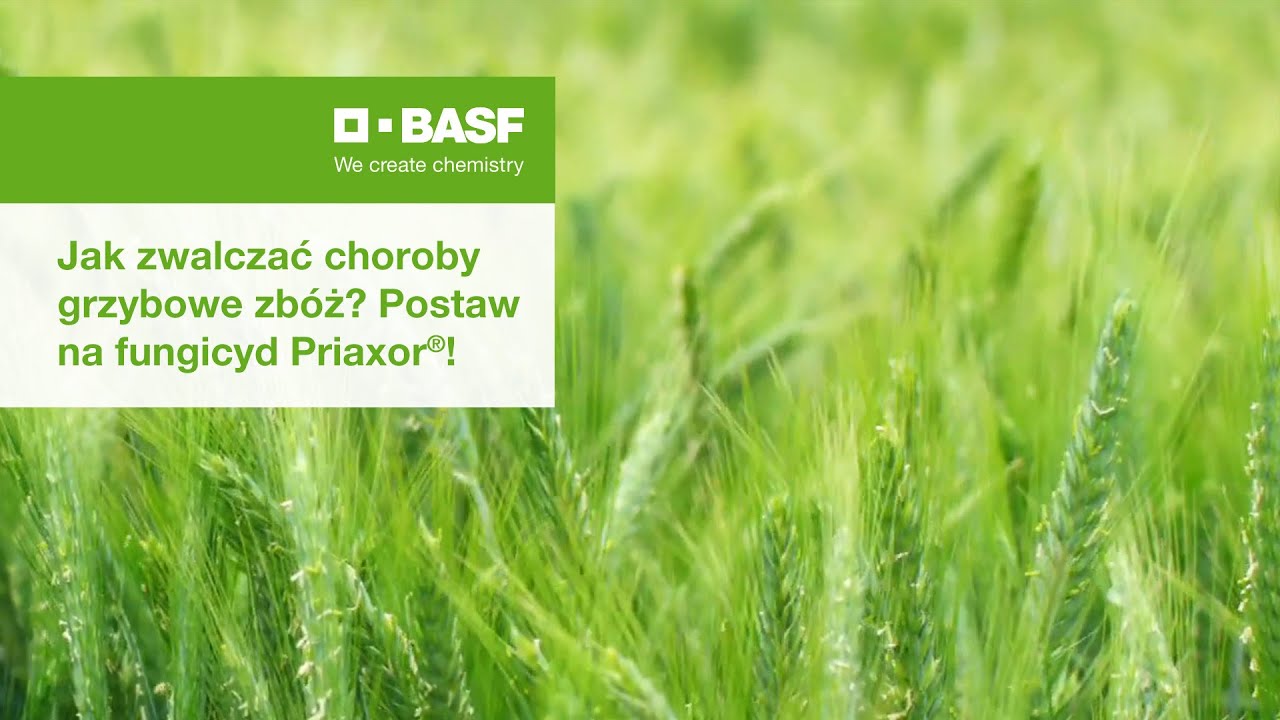 Jak zwalczać choroby grzybowe zbóż? Postaw na fungicyd Priaxor®!