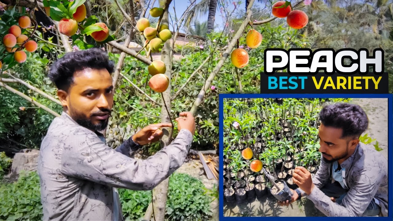 Peach Fruit Top Varieties | Aadu plant Best variety | RM nursery plant