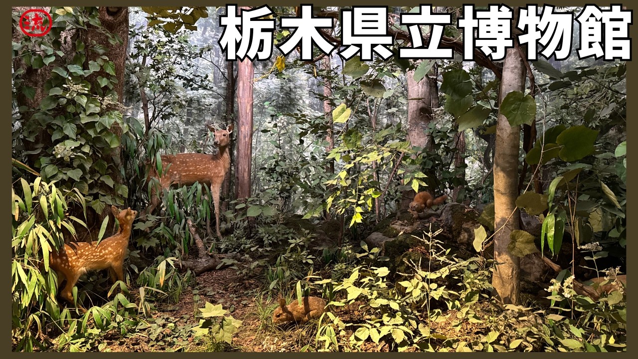 【Vlog】栃木県宇都宮市！県立博物館【観光】japan travel vlog #栃木 #宇都宮 #歴史