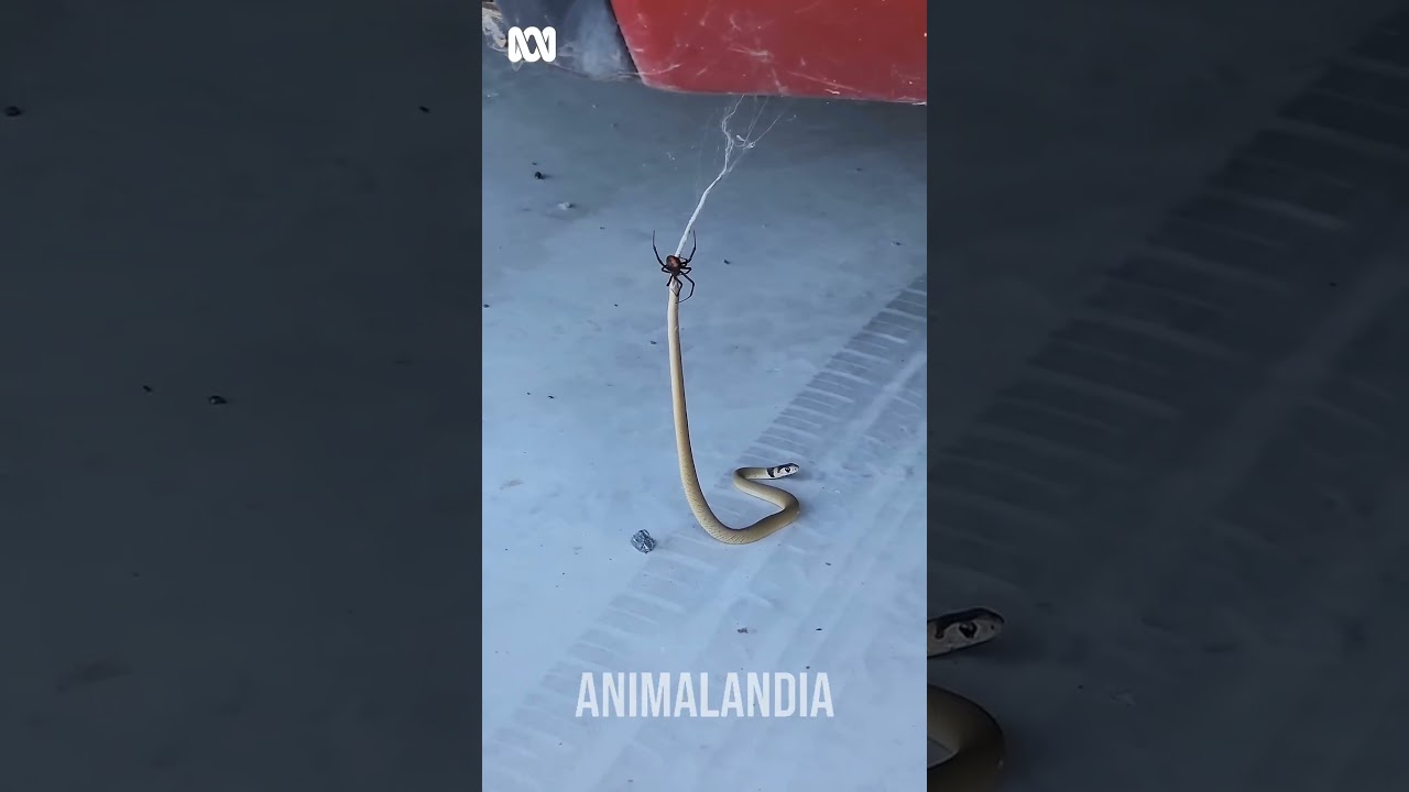 PROVAS DE QUE A AUSTR&Aacute;LIA N&Atilde;O &Eacute; PARA AMADORES #animais #australia #bichos