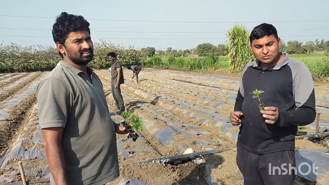हजारी की खेती निंबाहेड़ा चितौड़गढ़ (Marigold Farming)