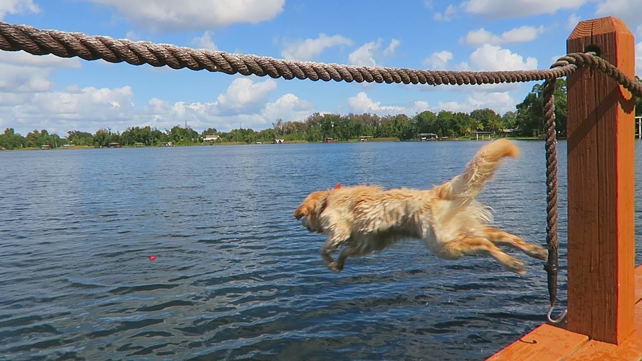 JUMPING OFF THE DOCK!  (Super Cooper Sunday #34)