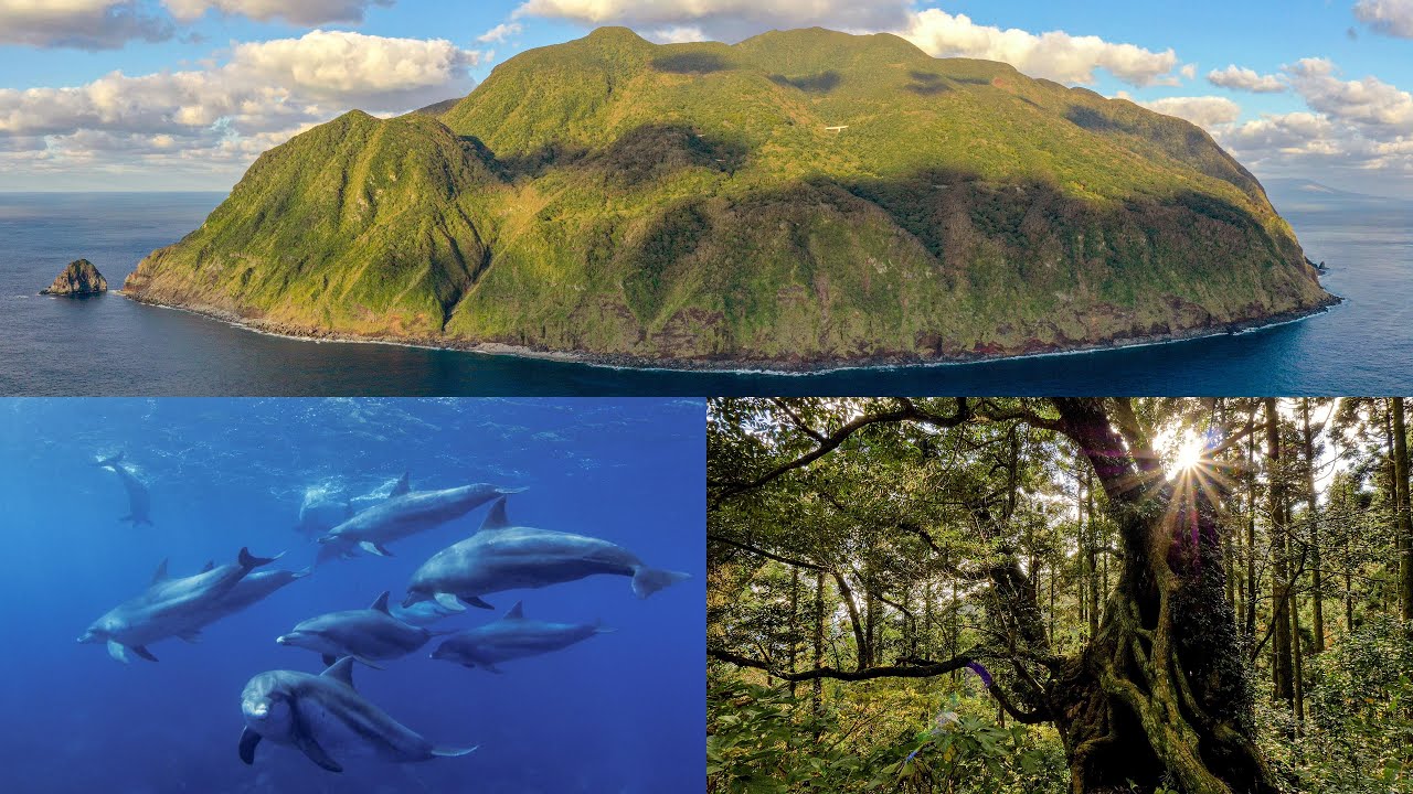 [4K]東京の秘境の島：御蔵島：原生林とイルカの島 Mikura-jima-island,in TOKYO islands,Izu islands.