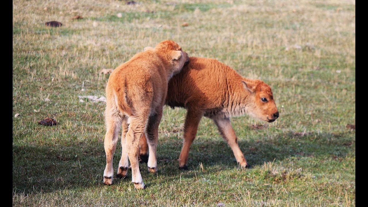 A Wildlife Extravaganza in Yellowstone Park