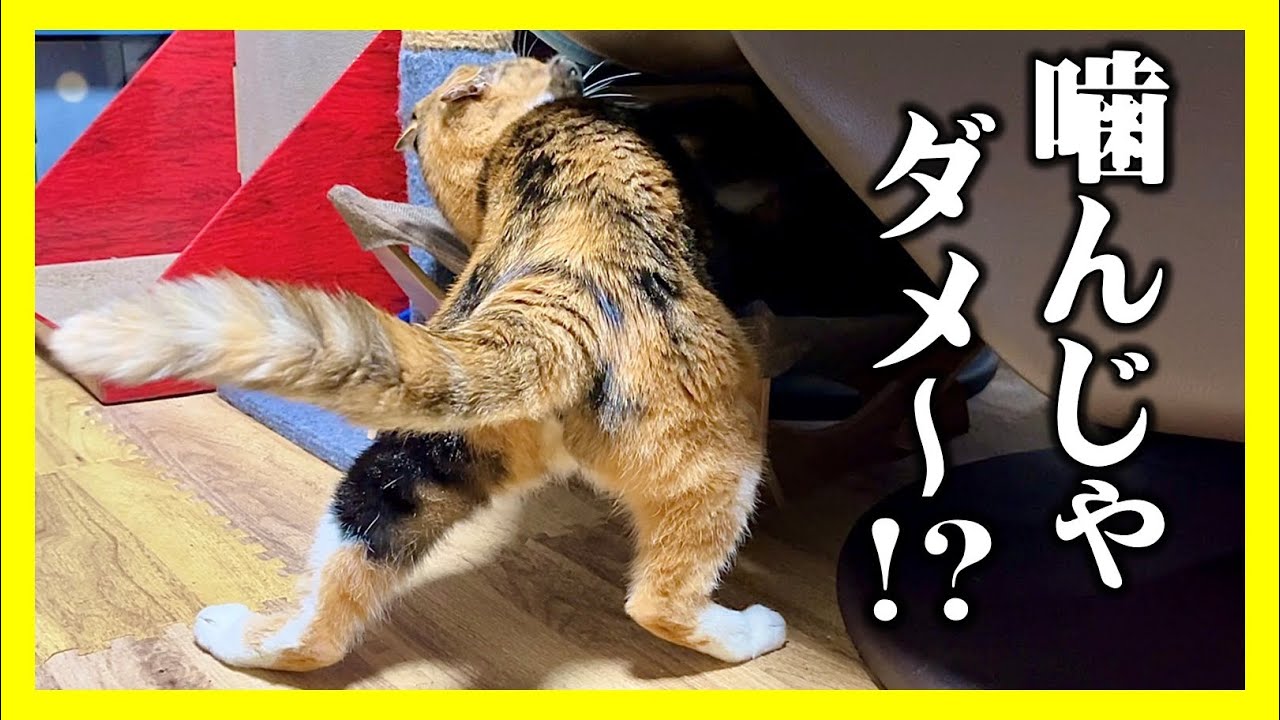 【ペットヒーターを設置したら大喧嘩が始まった！？】猫の鼻は高精度な温度センサー？