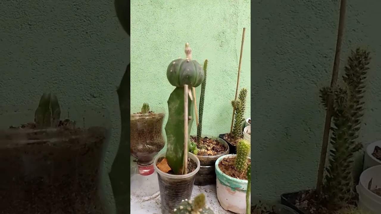 Floración cactus 🌵 Astrophitum Asteria 
