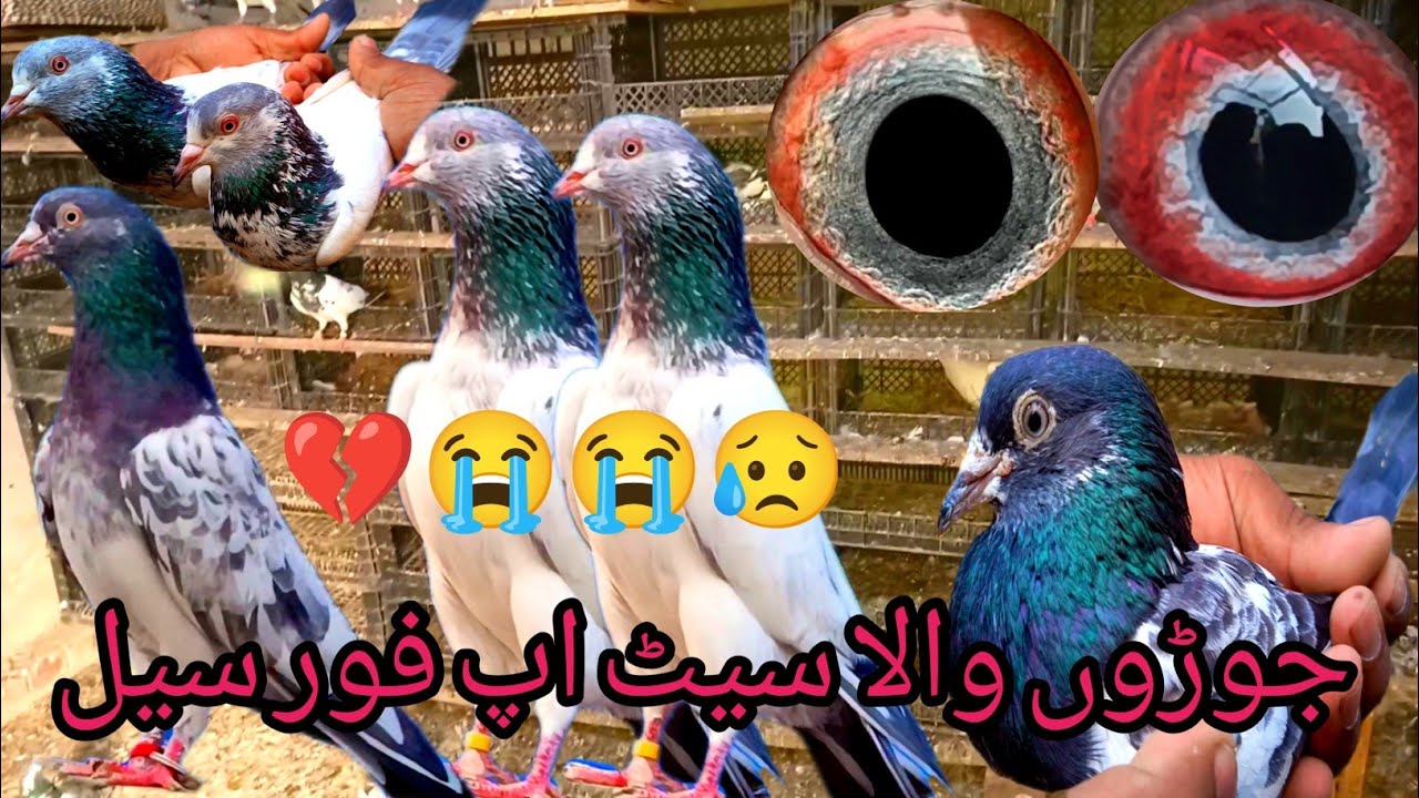 Golden Kabootar Mia Saab Wale Kabootar Golden Sadhna Kabootar Amam Dean 😭💔