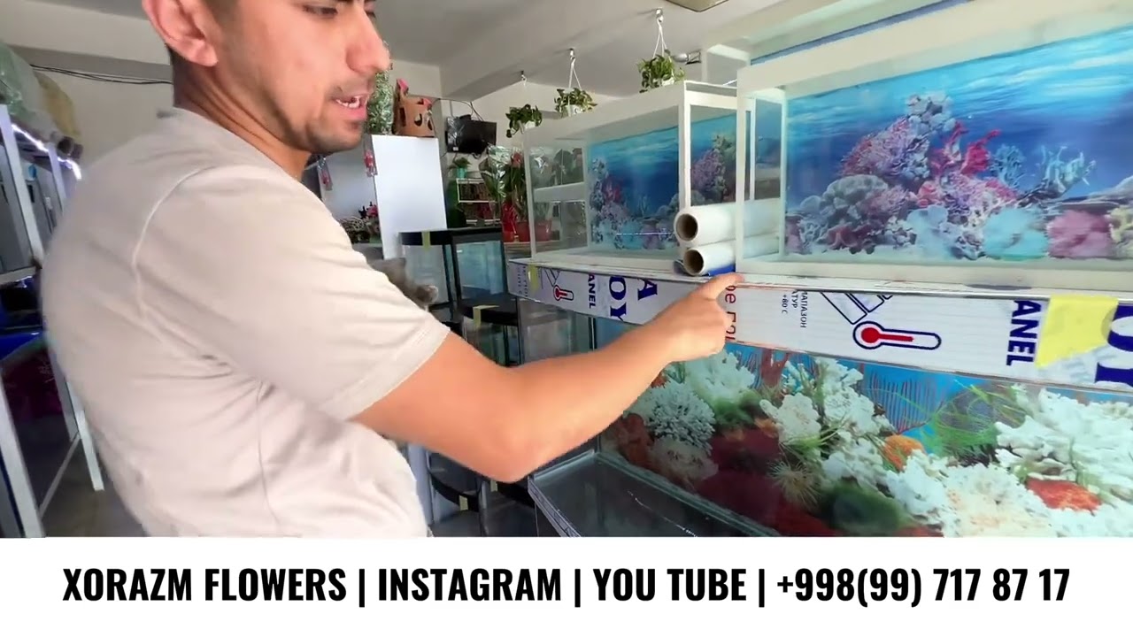 Xorazmdagi Akvarium narxlari. Eng arzoni faqat bizda +998997178717