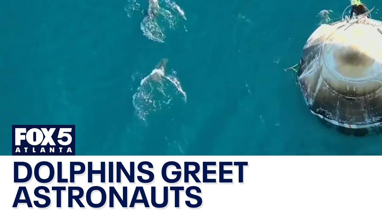 Dolphins seen swimming around SpaceX capsule | FOX 5 News
