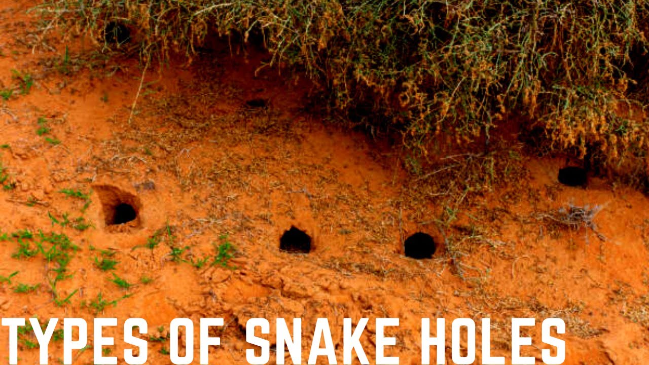 How do snakes dig holes in the ground|Types of snake Holes
