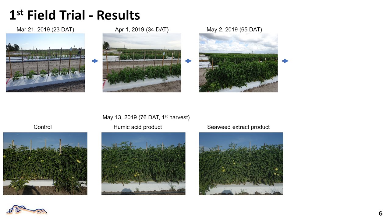 Biostimulants for Tomato Production | 2020 ASHS Presentation